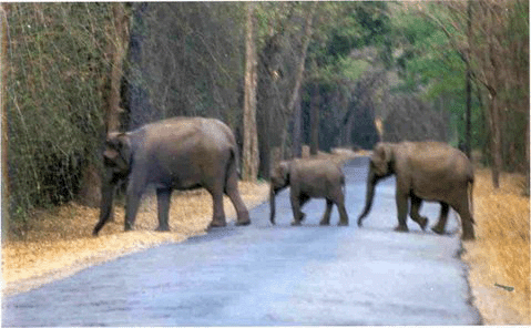 Elephants